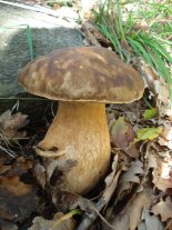 Boletus aereus, Massif des Maures 2008